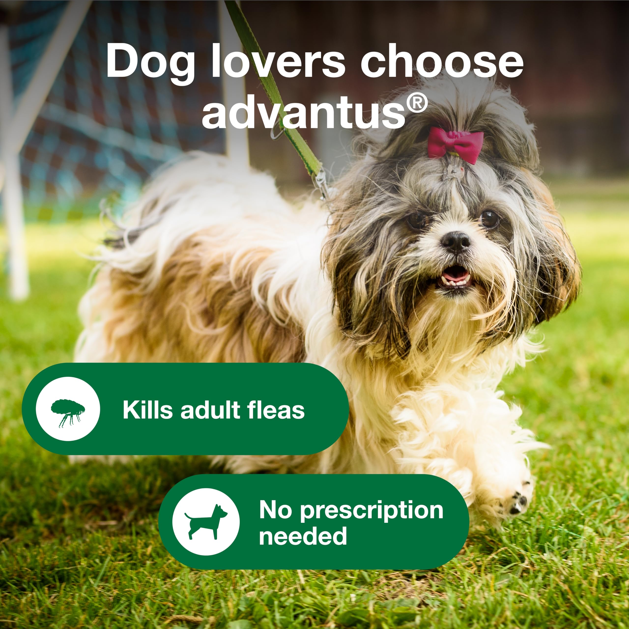 Advantus dog taking chew from hand demonstrates easy administration for owners.