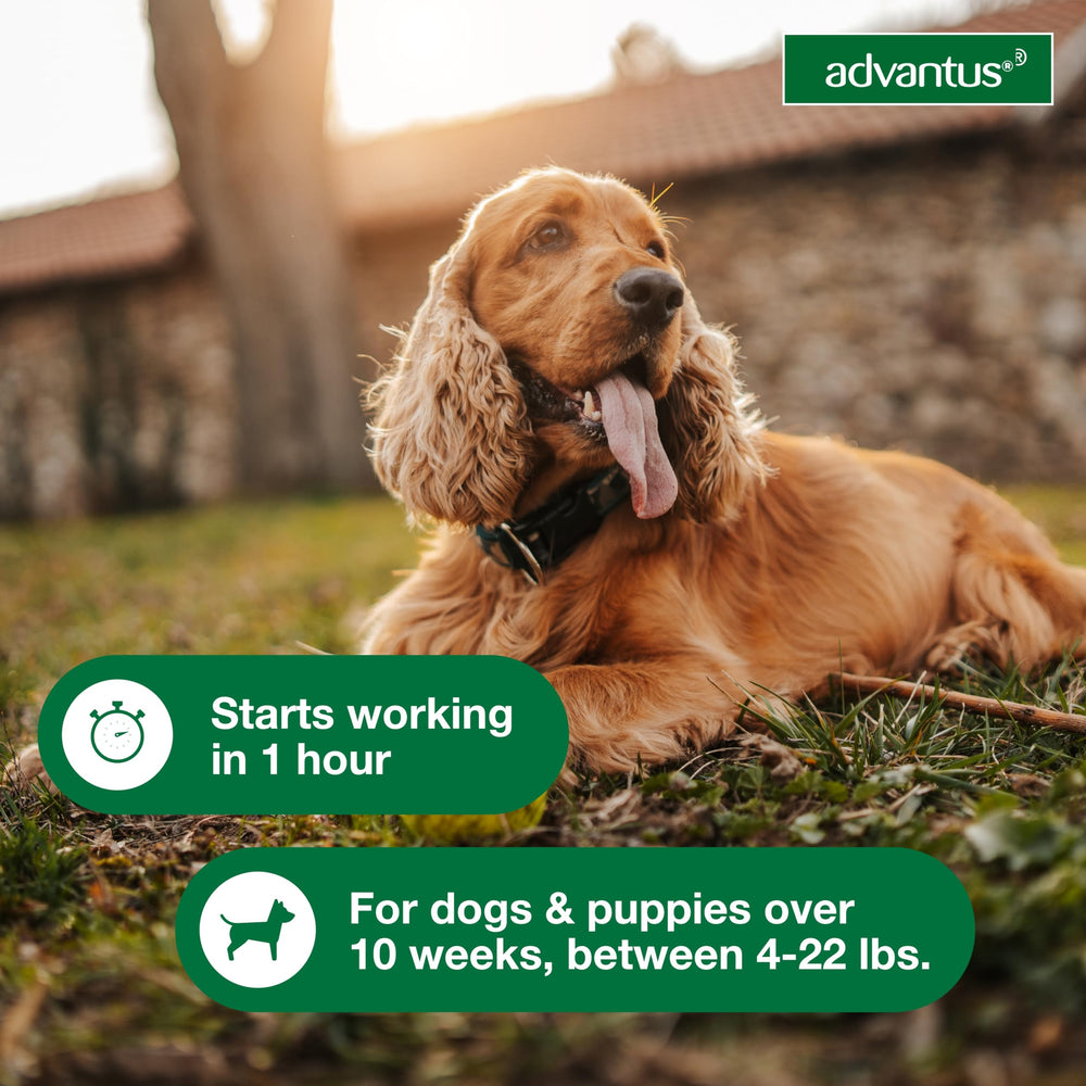 Advantus imidacloprid active ingredient label highlights effective flea-killing mechanism.