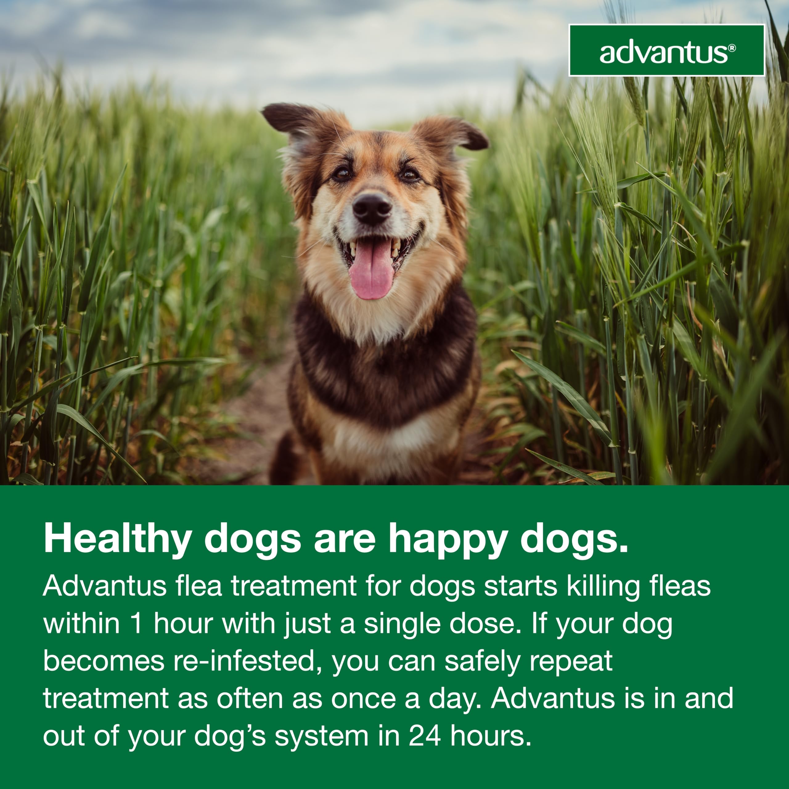 Advantus available for large dogs 23-110 lbs