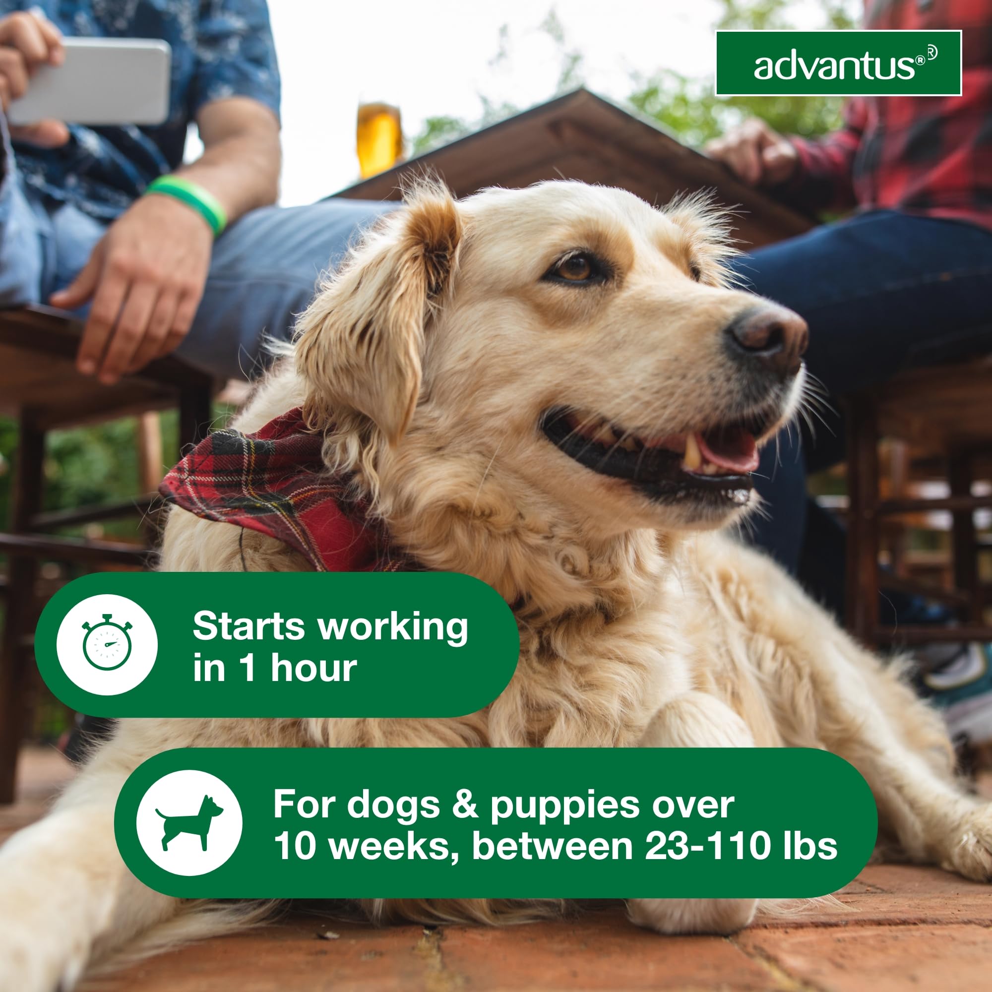 Close-up of Advantus soft chew texture and flavor for dogs.