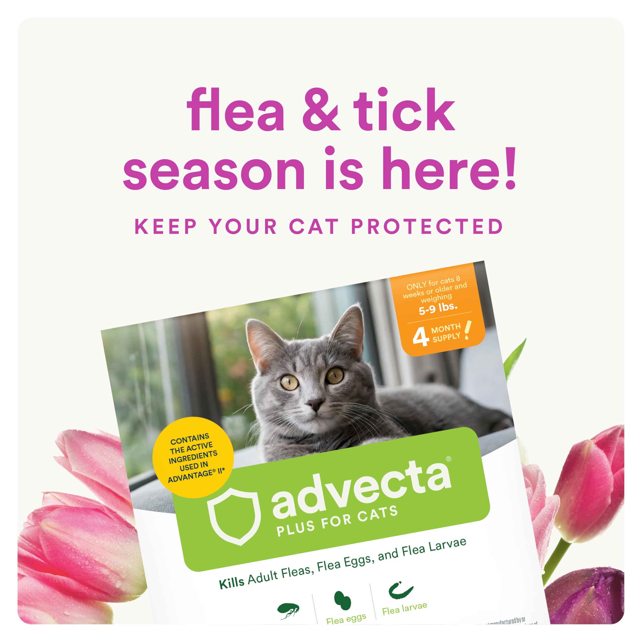 Applying Advecta Plus on a cat's back for fast flea control