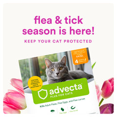 Applying Advecta Plus on a cat's back for fast flea control