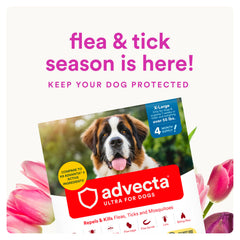 Advecta Ultra on a dog after bath showing waterproof protection for play