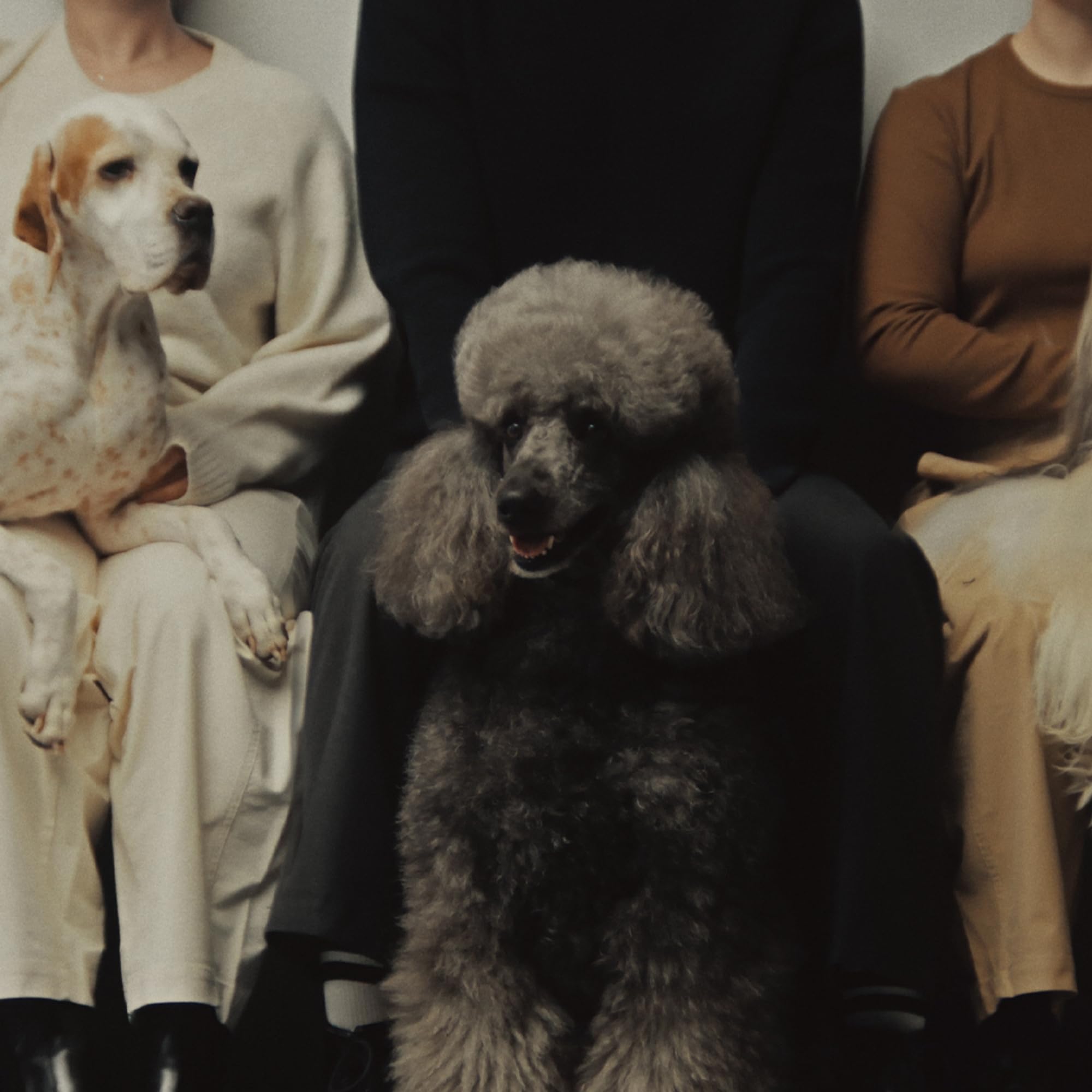 Aesop Pet Shampoo wet-coat reveals refreshing citrus scent and odor control