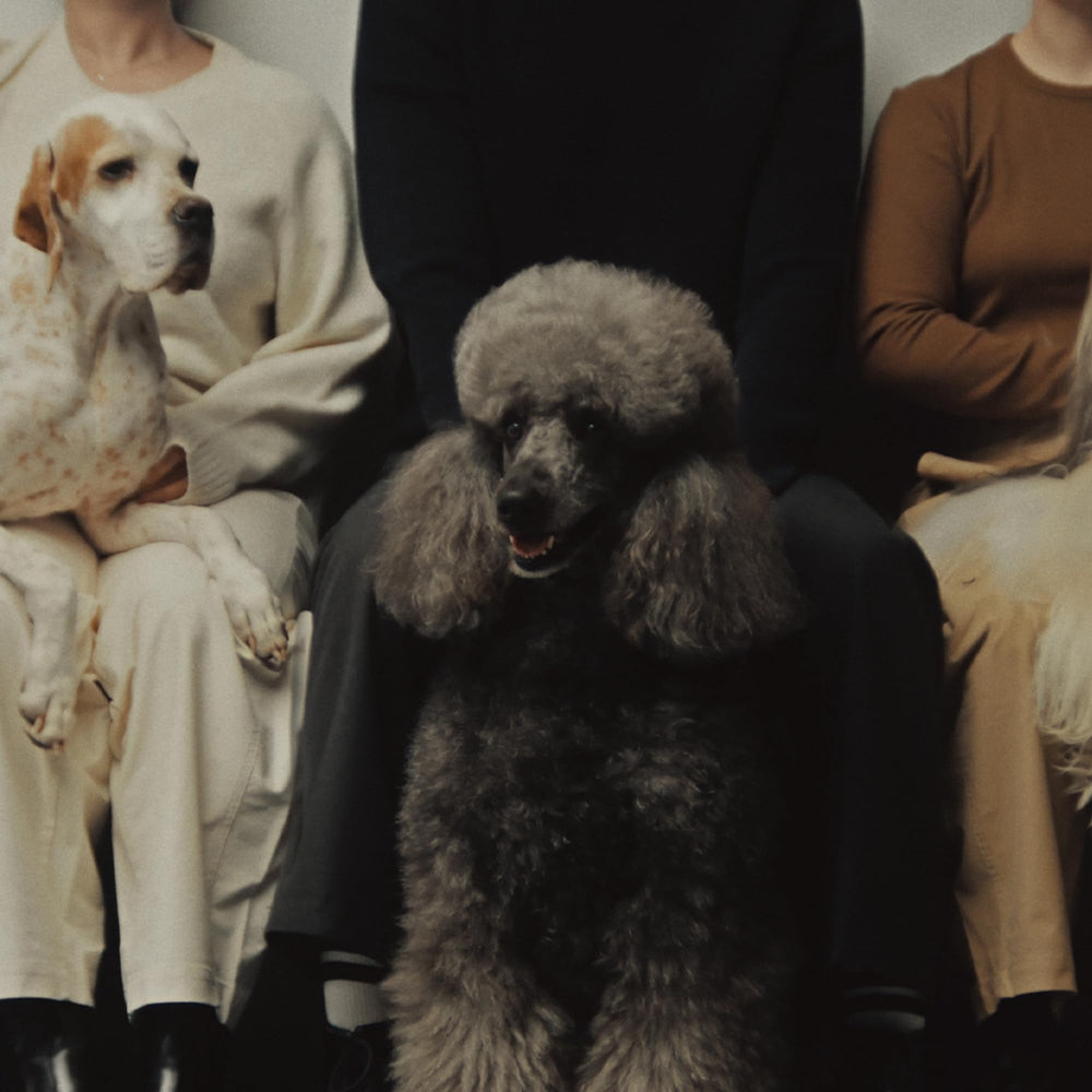 Aesop Pet Shampoo wet-coat reveals refreshing citrus scent and odor control