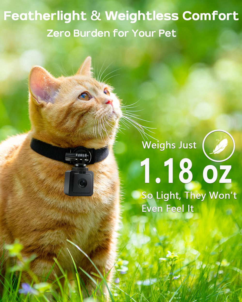 AEZ Pet Camera Collar worn by cat captures intimate indoor and outdoor moments.