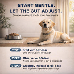 Ahgmeside dog probiotic soft chews in chicken flavor for palatable daily nourishment.