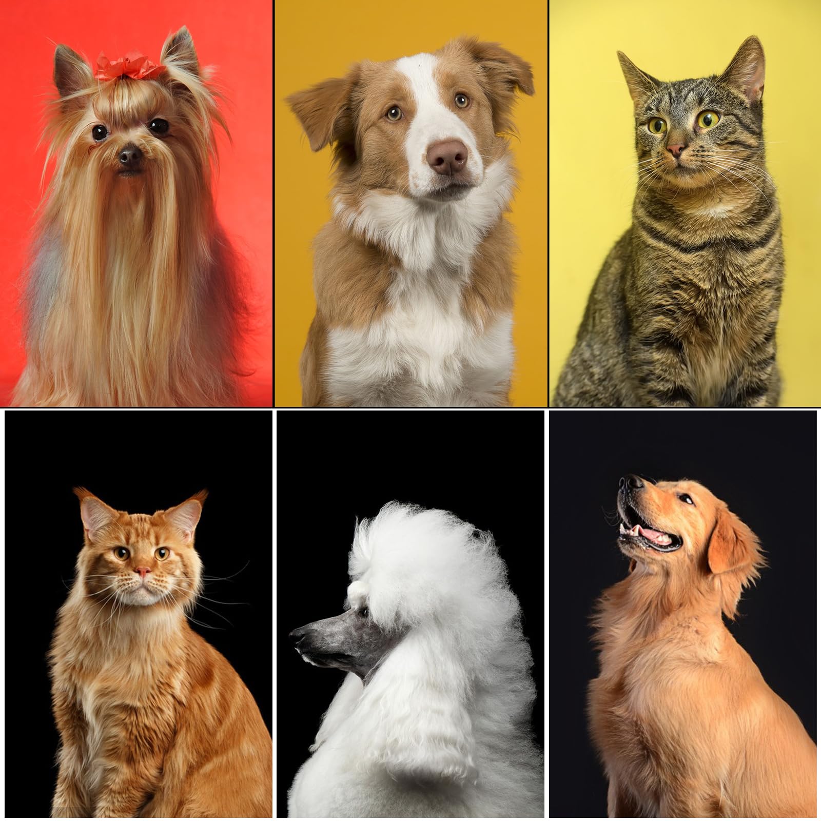 Aiolpy complete grooming kit on-the-go setup for all breeds