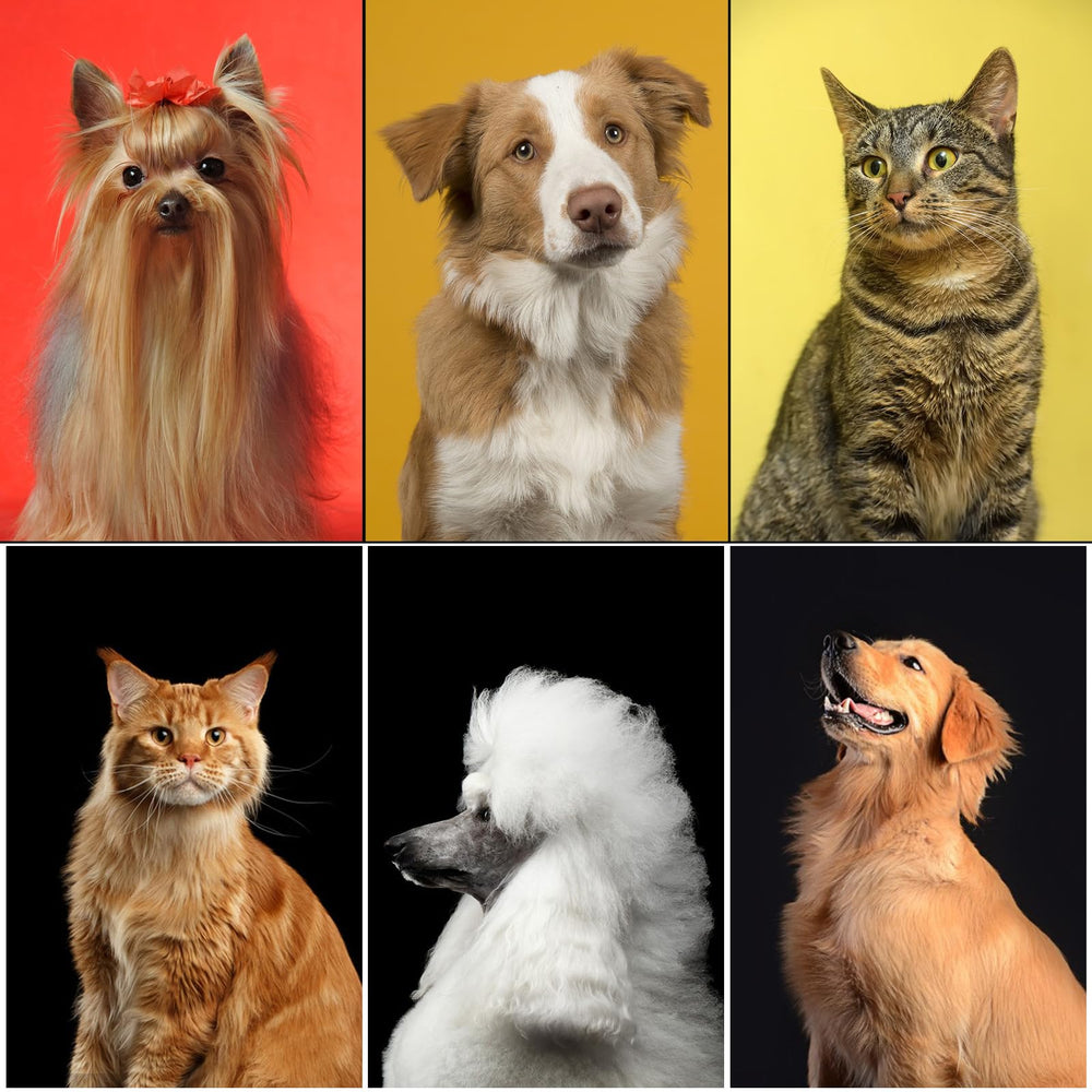 Aiolpy complete grooming kit on-the-go setup for all breeds