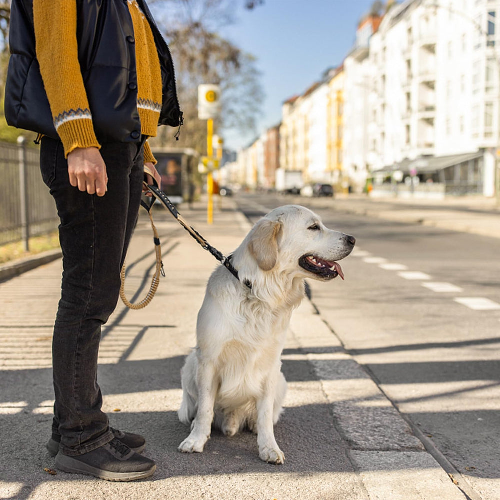 AIRUIDOG heavy-duty leash with D-ring for accessories and attachments.