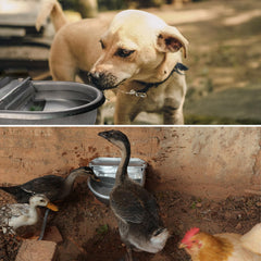 AKUATUZ self-filling water trough keeps poultry hydrated in pastures.