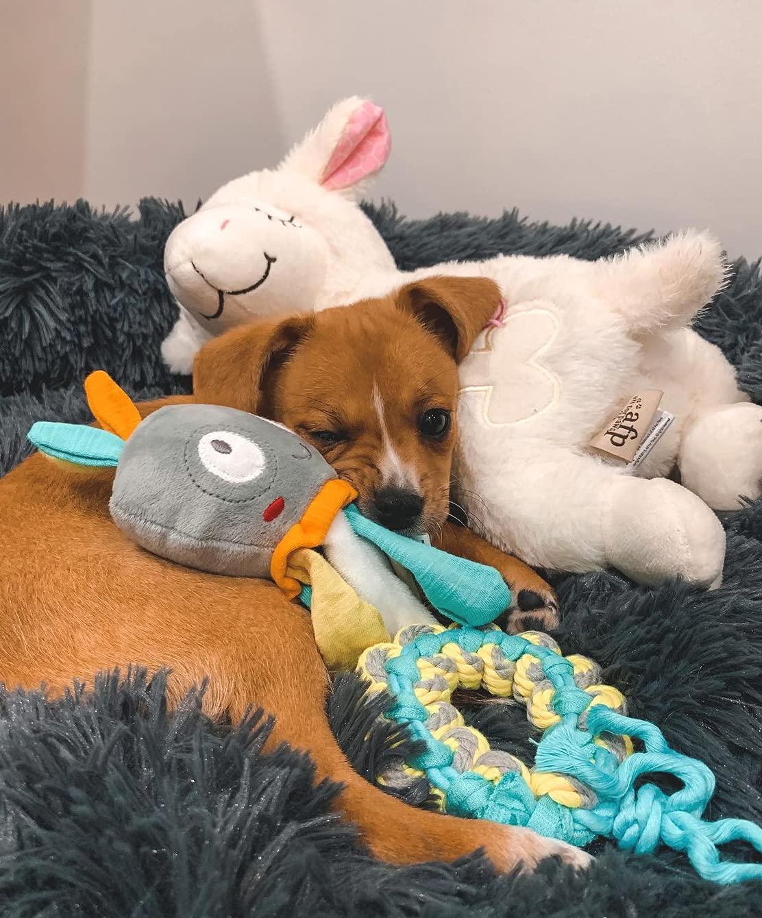ALL FOR PAWS auto-off eight hours preserves battery life during use