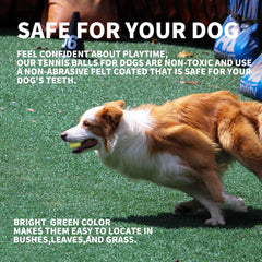 ALL FOR PAWS durable dog tennis ball built to withstand rough play.