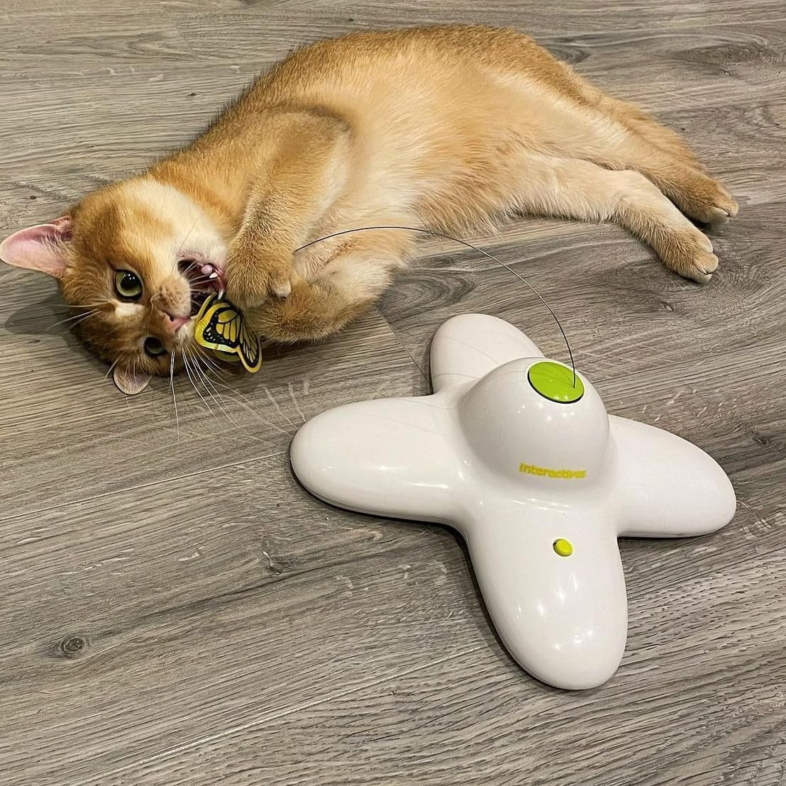 ALL FOR PAWS Butterfly Flutter Bug Toy spin action sparks curiosity during solo play