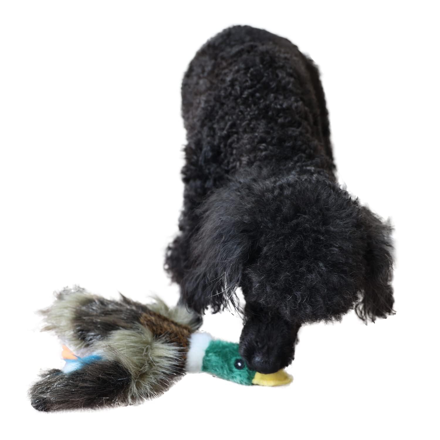 ALL FOR PAWS Duck Squeaky Dog Toy playful puppy session with squeaker
