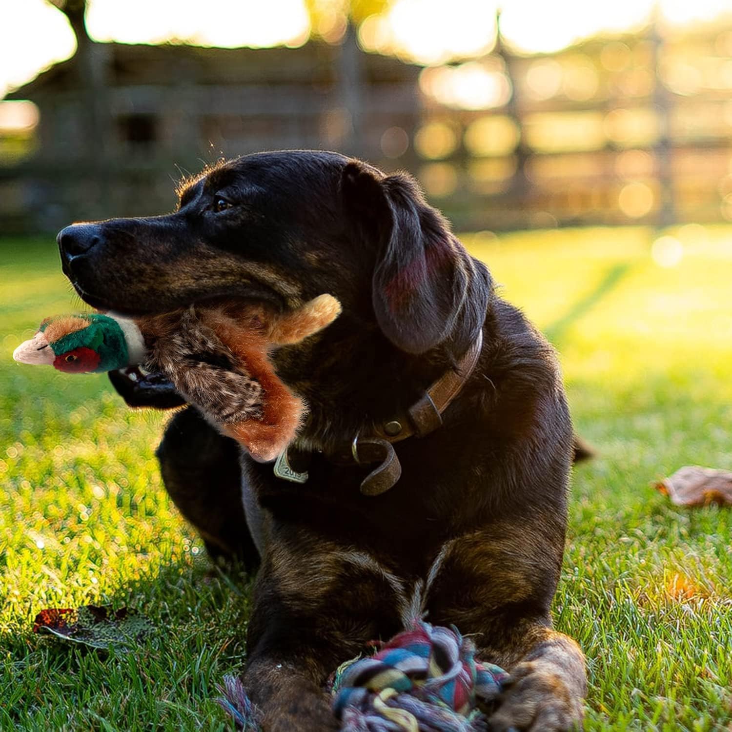 ALL FOR PAWS pheasant toy with hunting-inspired look for instinct-driven play.