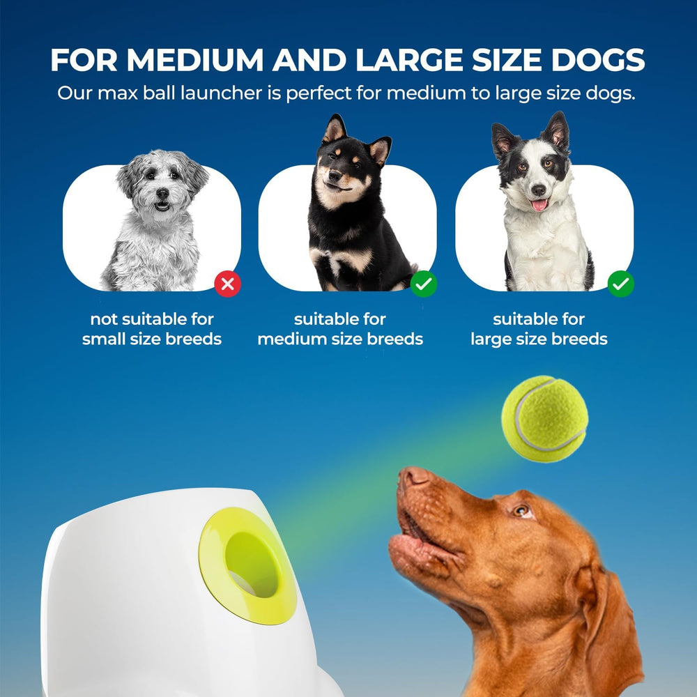 All for Paws six tennis balls included in package for ready sessions.