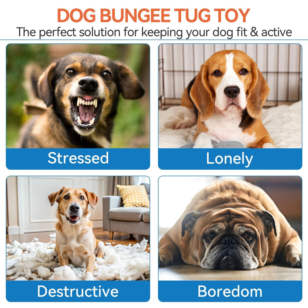ALL FOR PAWS suitable for small and medium dogs during safe outdoor exercise.
