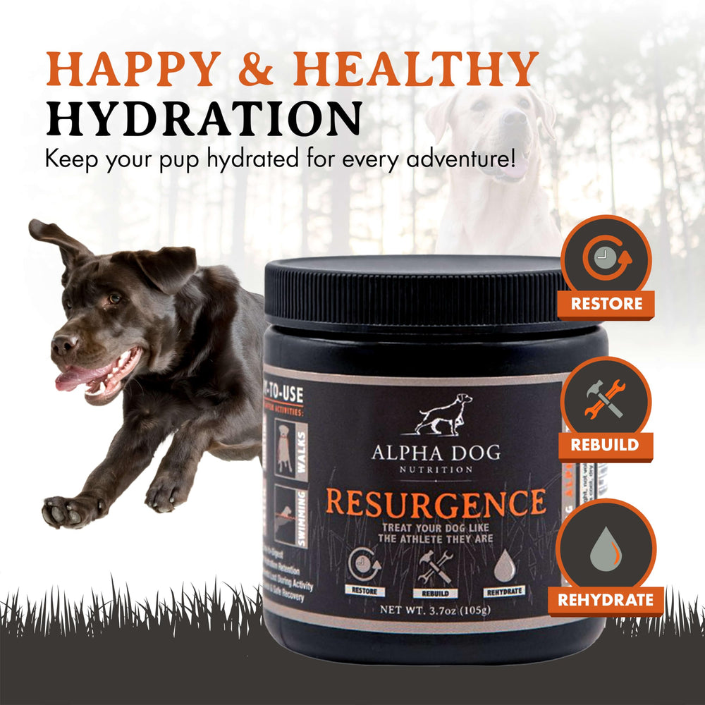Alpha Dog Nutrition electrolytes dissolving in water to support active dogs' endurance