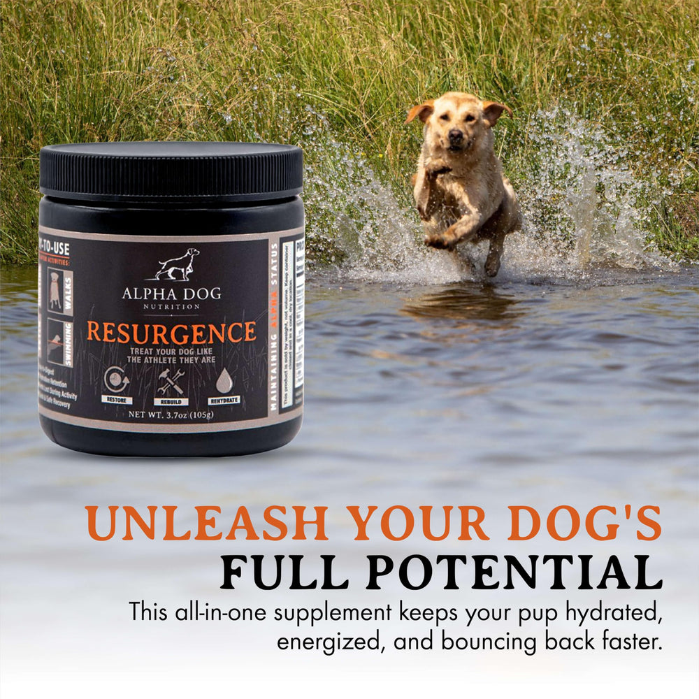 Alpha Dog Nutrition electrolytes as a daily hydration boost between adventures