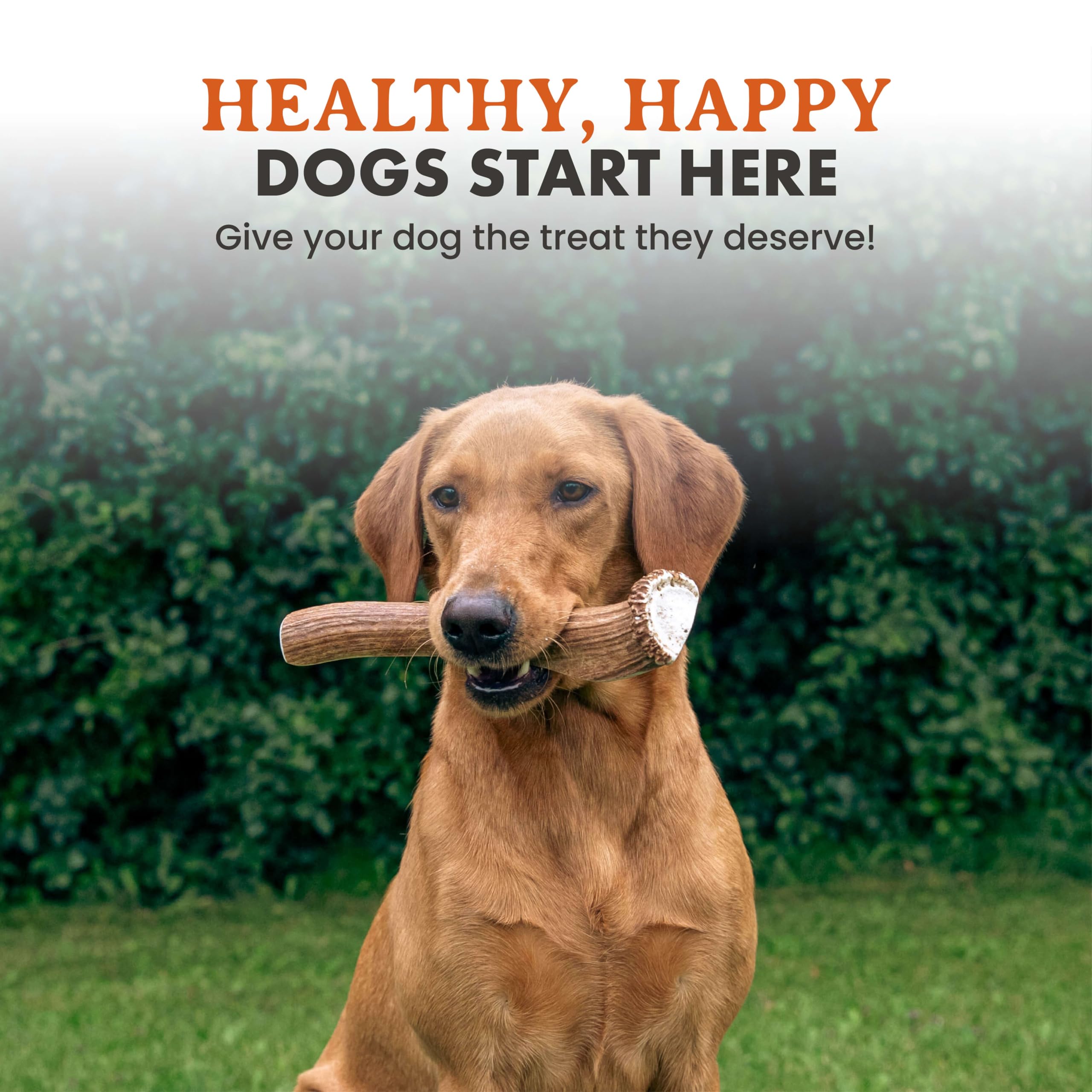 Alpha Dog Nutrition elk antler chews large split — dog enjoying a chew