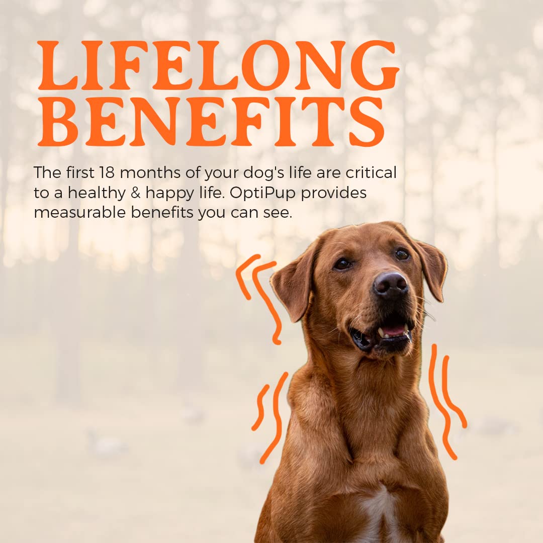 Cognitive support concept with playful puppy to imply trainability benefits.