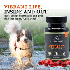 Alpha Dog Nutrition Vitality coat glow on a happy dog.
