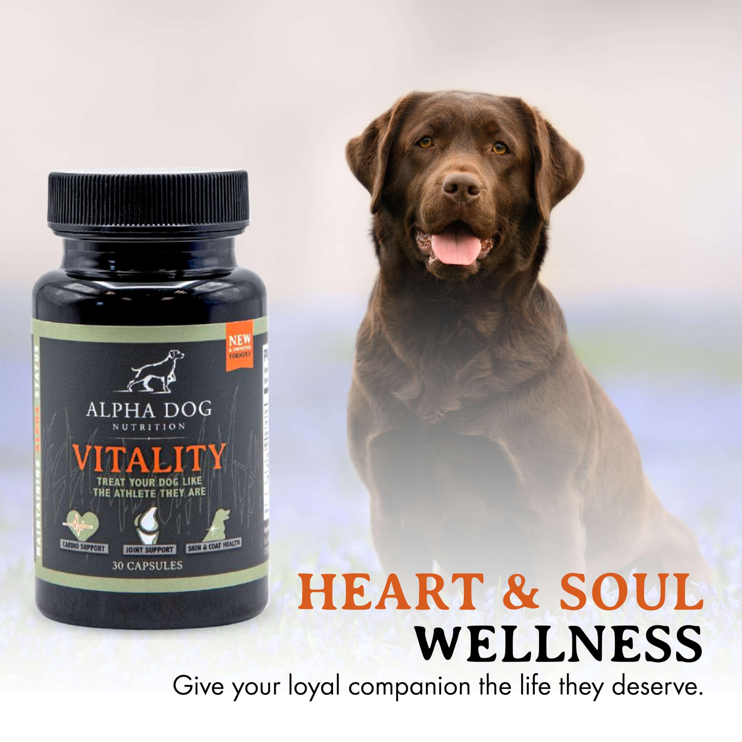 Alpha Dog Nutrition Vitality supports joint comfort during play for active dogs.