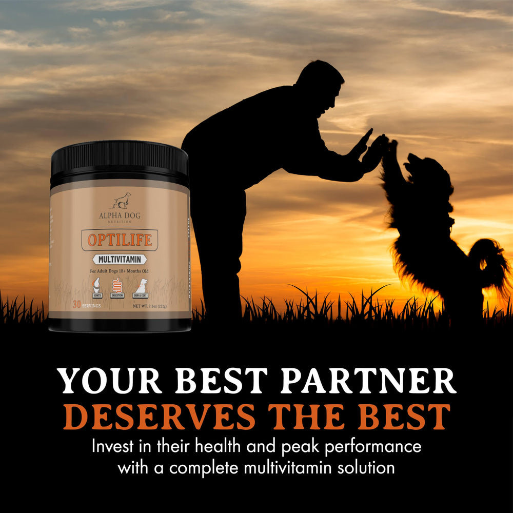 A healthy dog enjoys active days with OptiLife supplementation.