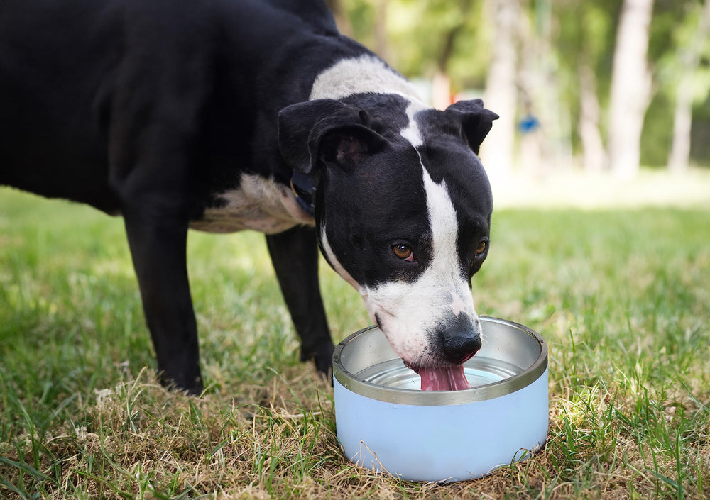 ALPINE pink bowls for comfortable daily feeding routines.