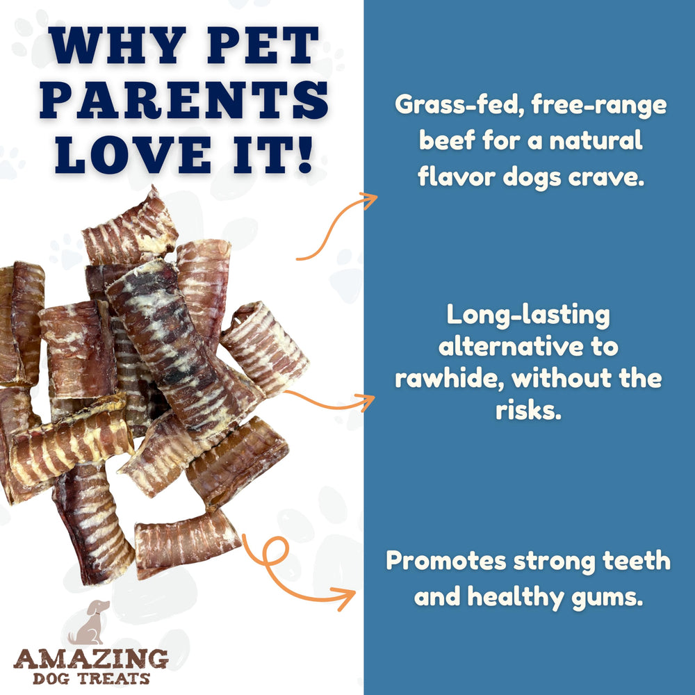 A dog enjoying a beef trachea chew from Amazing Dog Treats, 6-inch length.