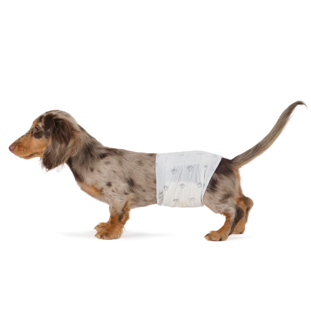 Amazon Basics dog wrap with absorbent core for reliable leaks.