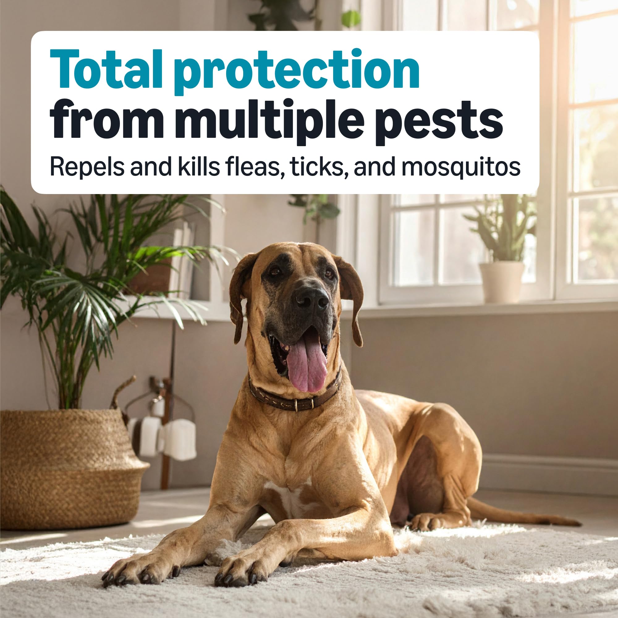 Amazon Basics six-dose pack for extra-large dogs ready for monthly protection.