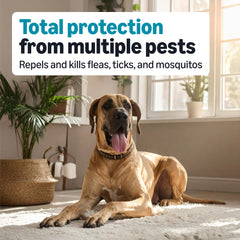 Amazon Basics six-dose pack for extra-large dogs ready for monthly protection.
