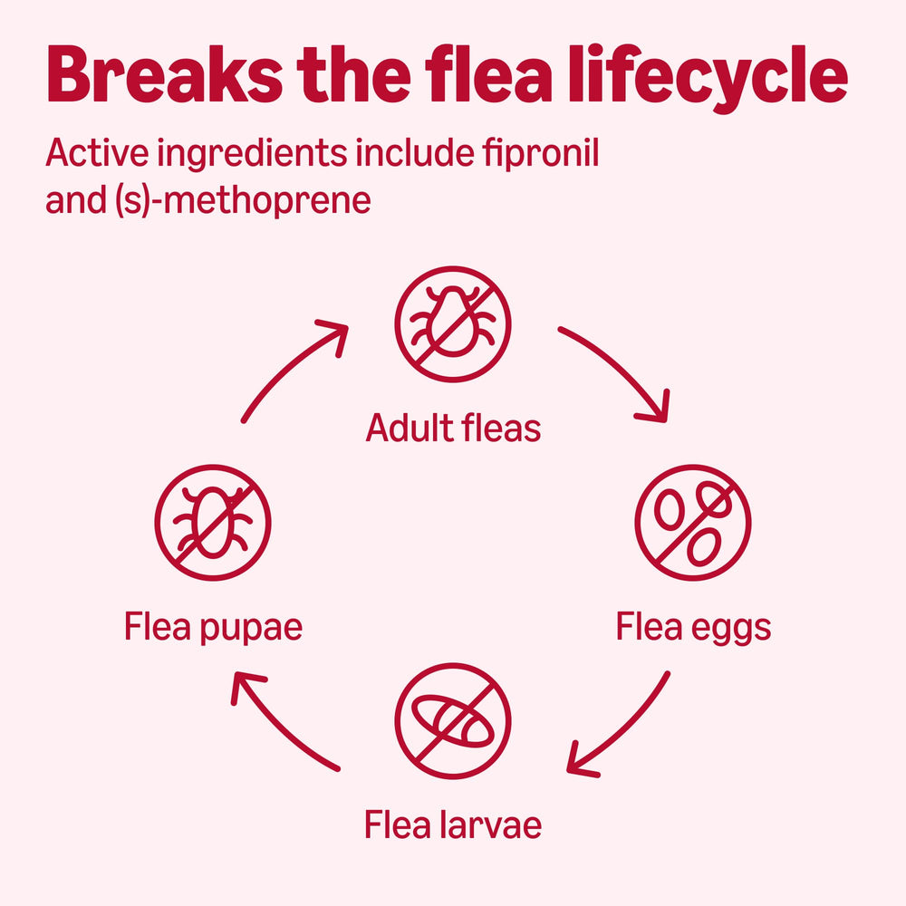 Graphic showing fleas, ticks, larvae, and chewing lice targeted by Amazon Basics treatment