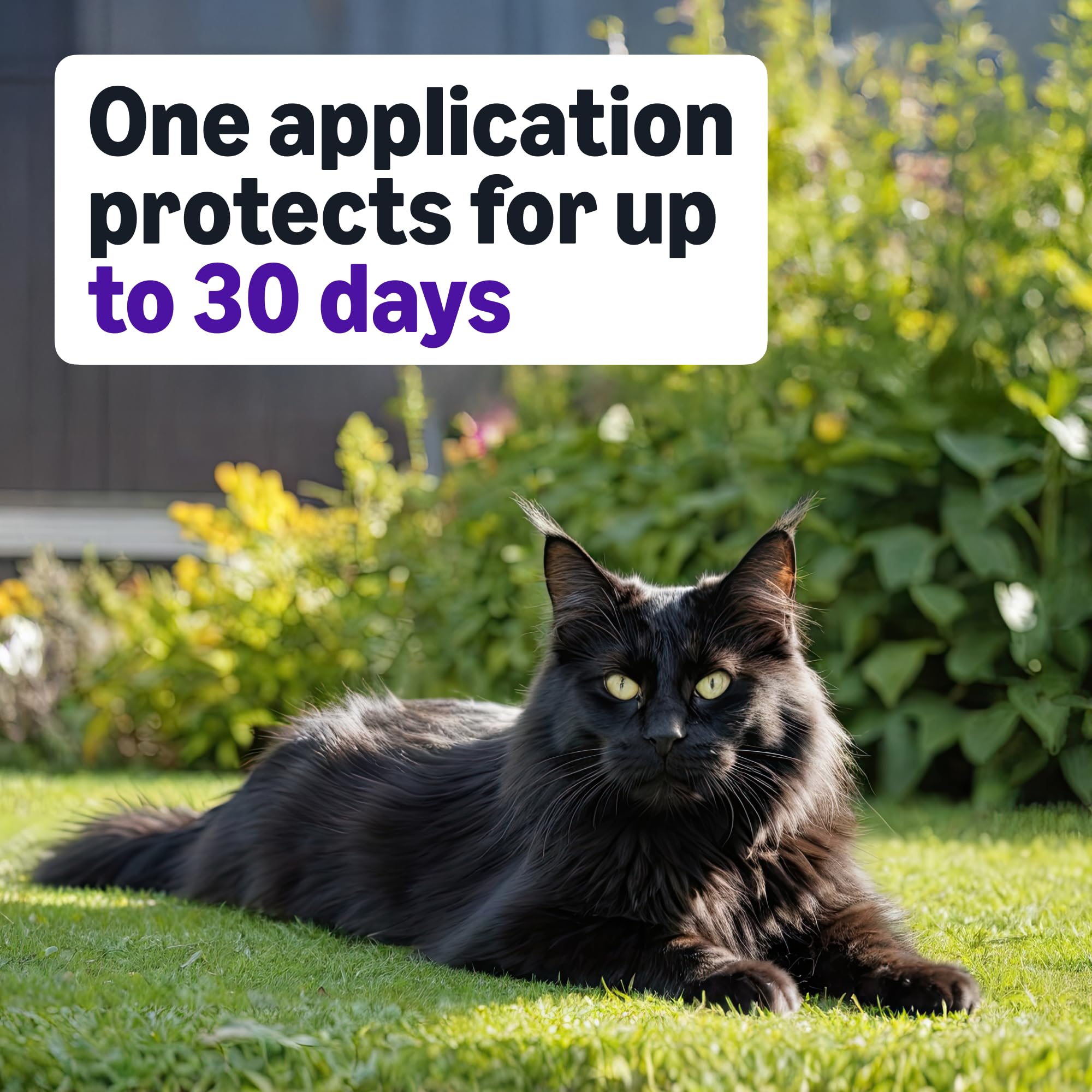 Amazon Basics 6-dose pack image for convenient monthly flea control