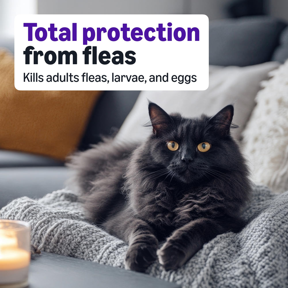 Amazon Basics flea topical dry skin application site on cat neck area