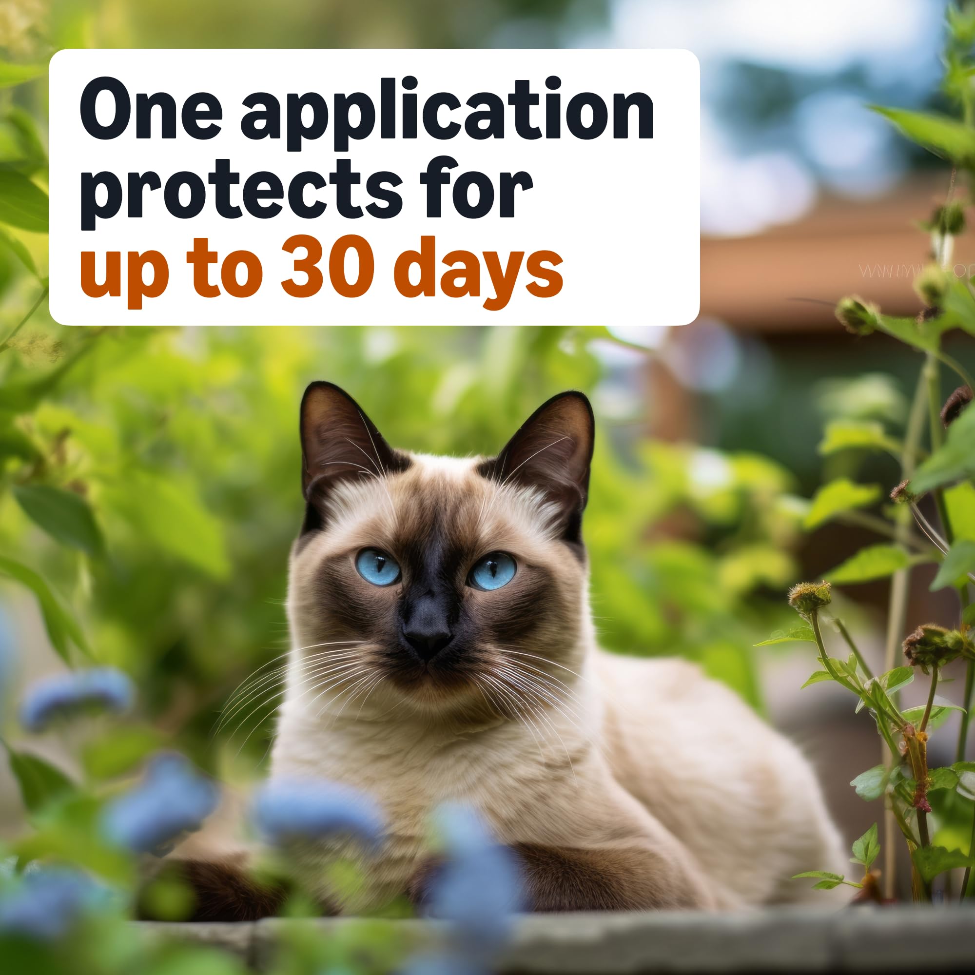 Label highlights Imidacloprid and Pyriproxyfen for flea prevention in Amazon Basics product.