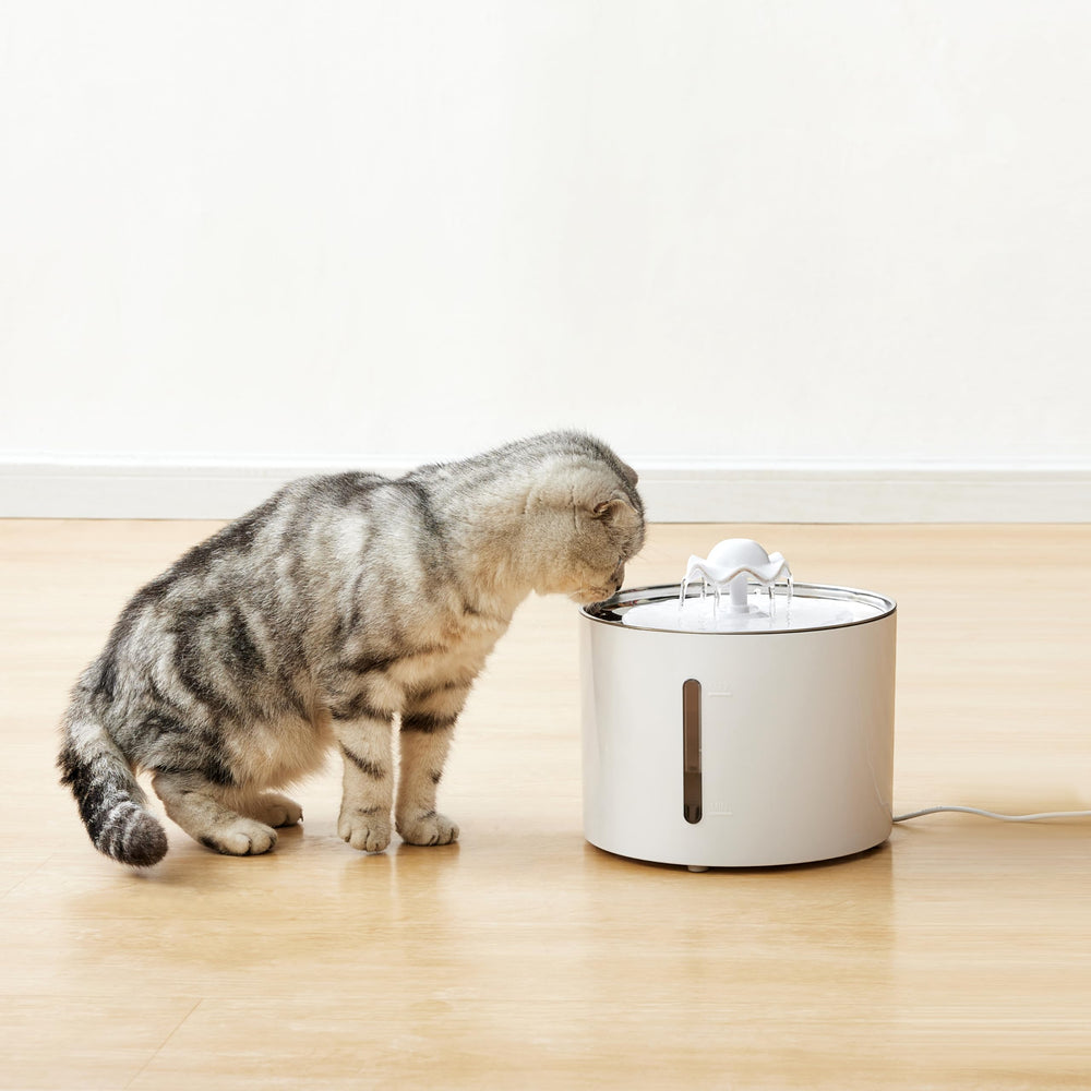 Stainless steel lid on Amazon Basics fountain for easy cleaning