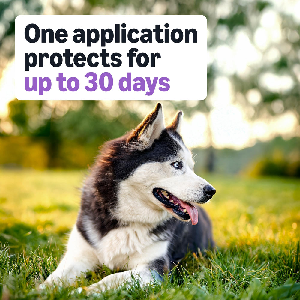Up to 30 days of protection per application for large dogs with Amazon Basics.