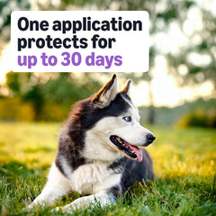 Up to 30 days of protection per application for large dogs with Amazon Basics.