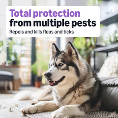 Amazon Basics waterproof formula shown after application on dog.