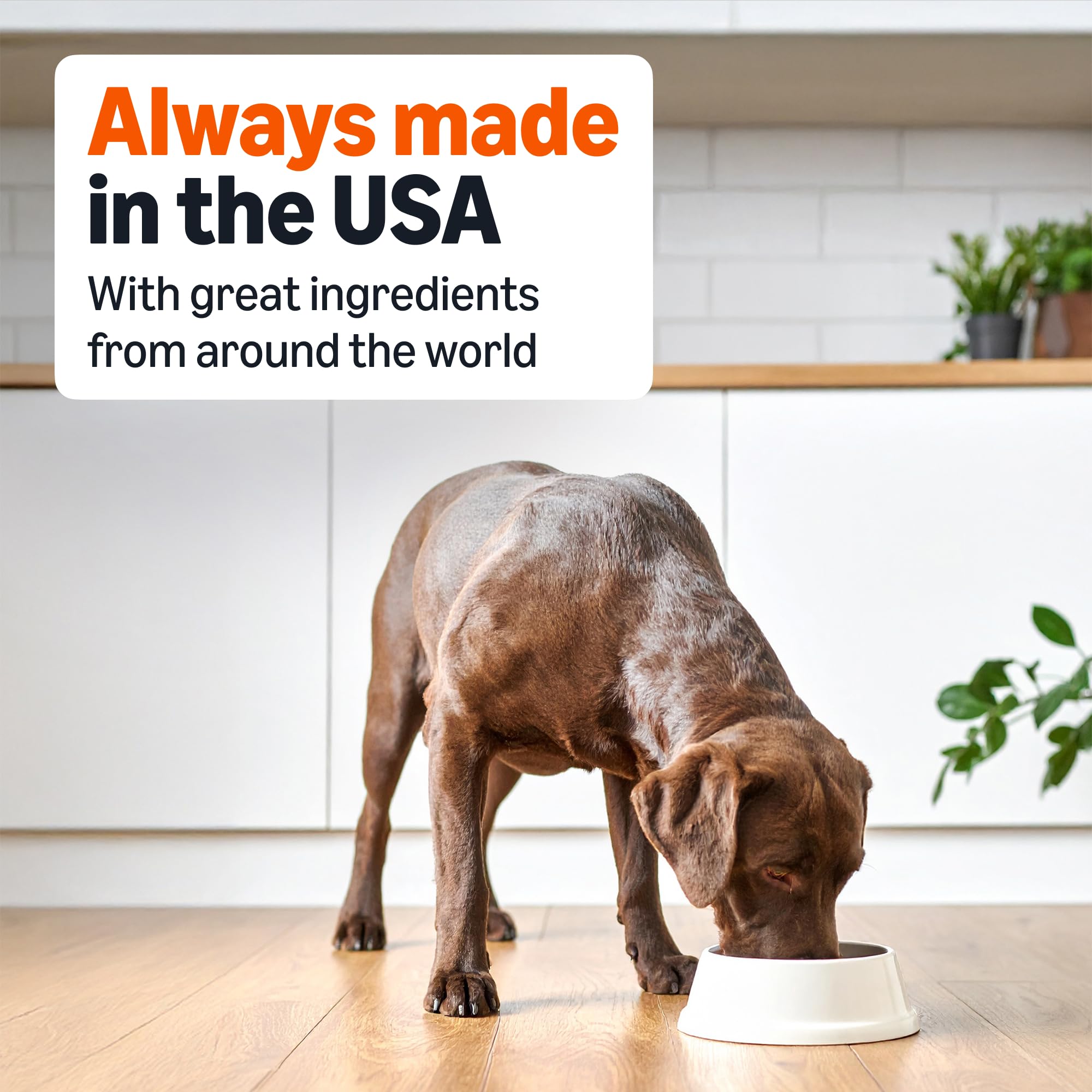 Serving Amazon Basics wet dog food in a bowl for easy feeding.