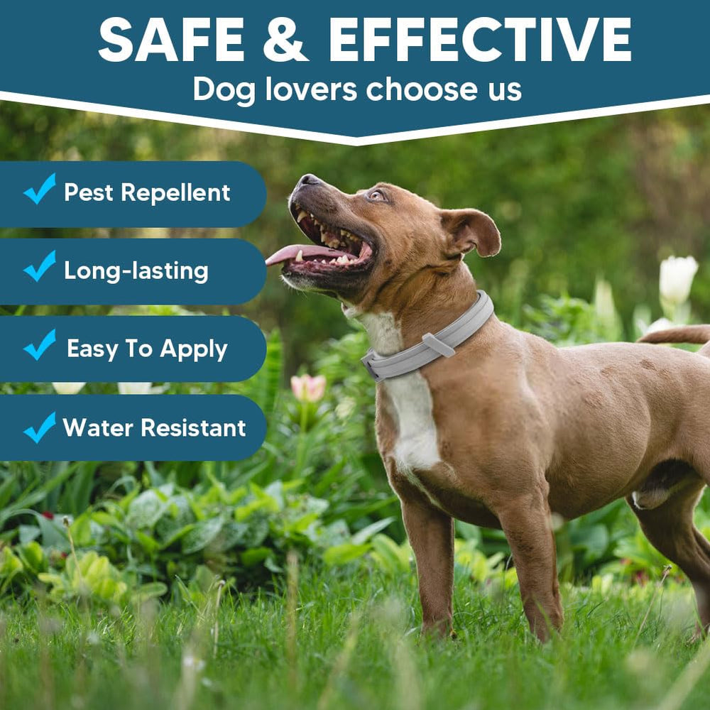 AMDEIUR collar designed for indoor and outdoor wear for large dogs.