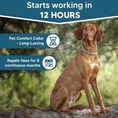 AMDEIUR simple-to-use dog collar demonstrated for daily routines.