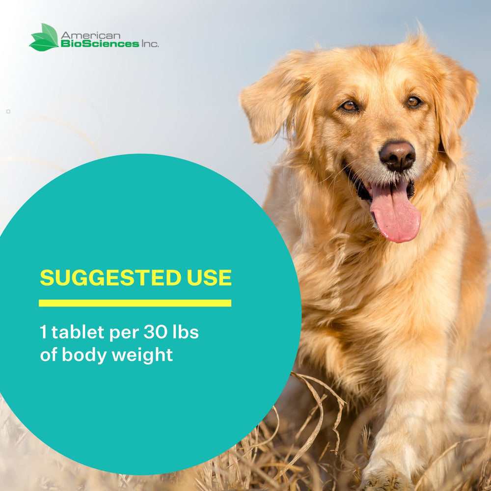 American BioSciences DGP dog-mobility-setup demonstrates support during daily activity.