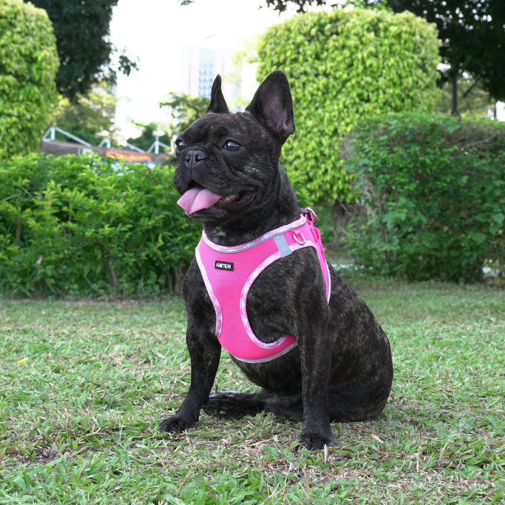 AMTOR small dog harness easy to put on with front-leg entry and Velcro