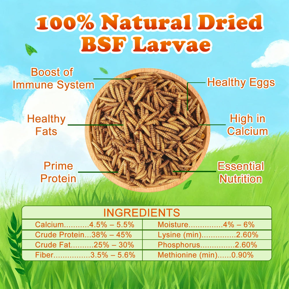 Amzey BSF larvae closeup, rich in calcium and protein for healthier eggs.