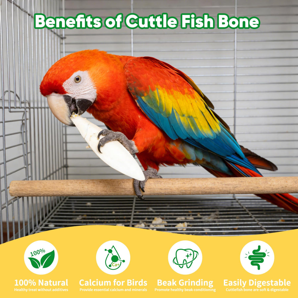 Amzey cuttlebone for turtles supports shell health.