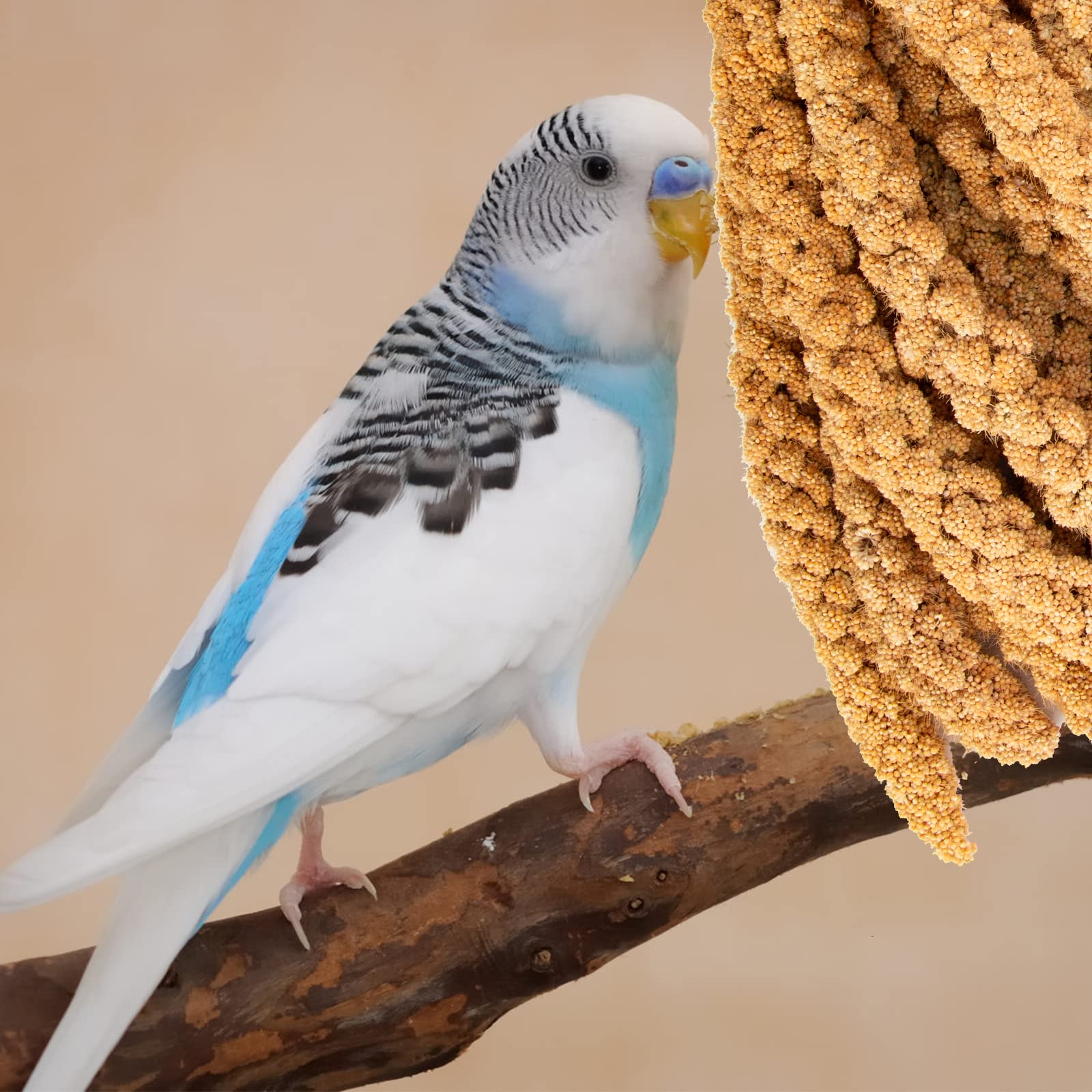 Amzey shell-on millet close-up, natural cuddle stick.